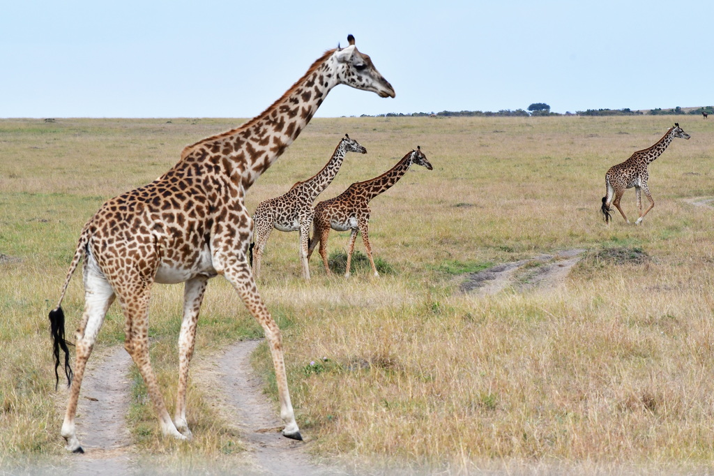 Masai Mara Nat. Reserve